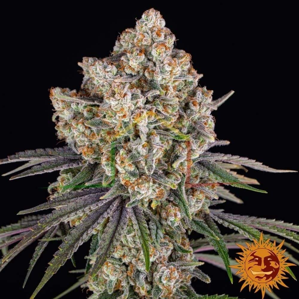 Ice Cream Cake - Barney's Farm