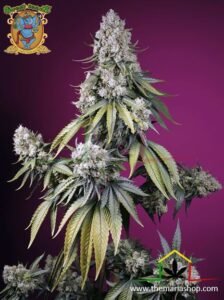 Jealousy Z XL Auto de Sweet Seeds