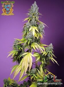 Jet Fuel Mandarine XL Auto de Sweet Seeds