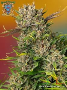 Papaya Zoap Auto