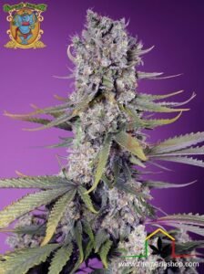 papaya zoap f1 fast version