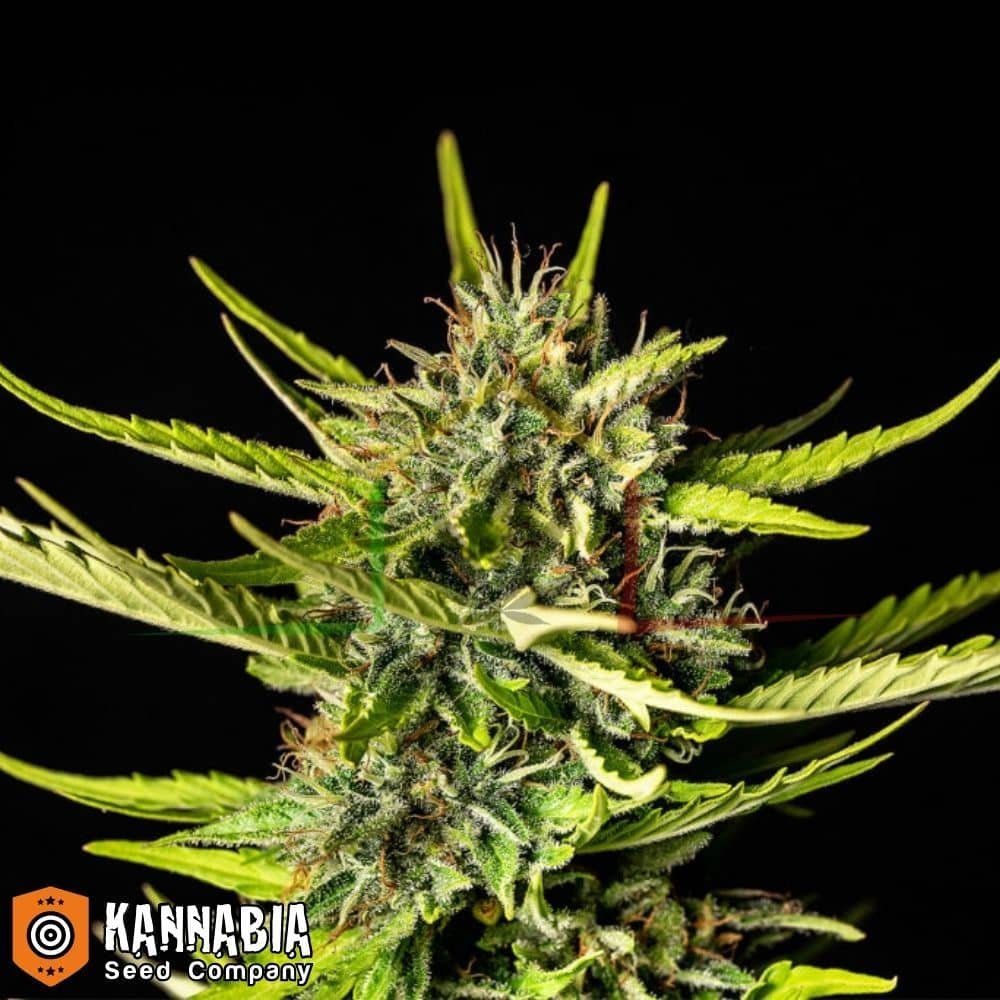 Strawberry Haze Auto de Kannabia Seeds