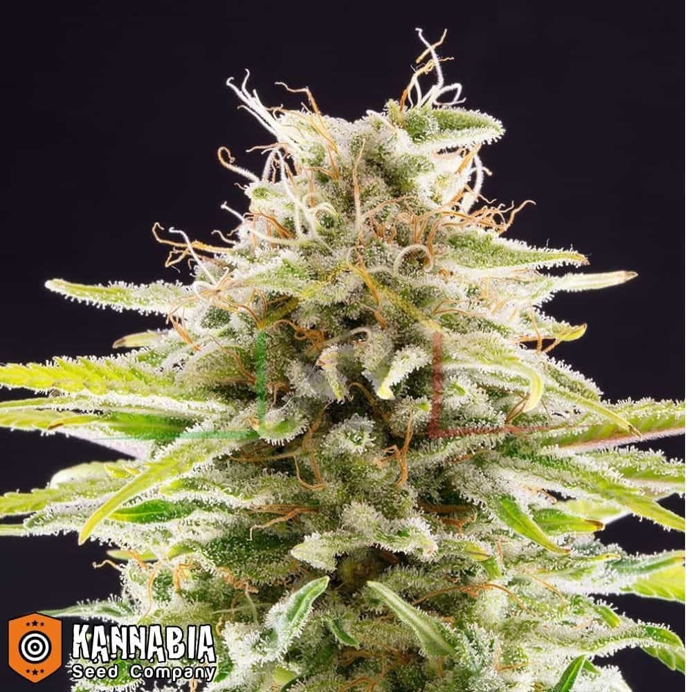 Super OG Kush de Kannabia Seeds