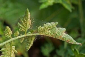 daños por araña roja en marihuana