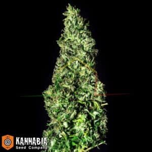Moby Dick de Kannabia Seeds