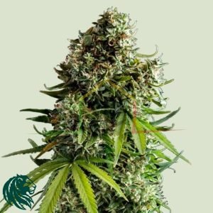 NYC Sour D Auto - Tyson 2.0 x Royal Queen Seeds