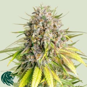 Punch Pie - Semillas Tyson 2.0 x Royal Queen Seed