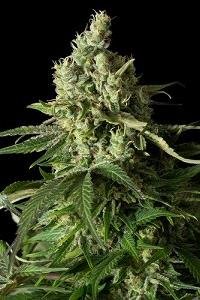 MOBY DICK CBD DE DINAFEM