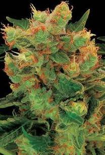 BLUE HASH