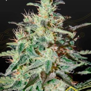 WHITE LEMON