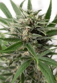 BLUE AMNESIA XXL AUTO