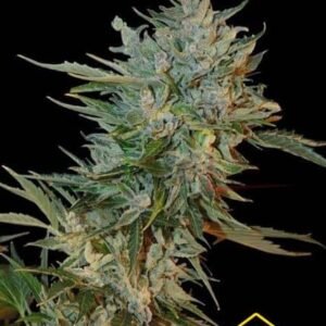 HAZE GOM AUTO