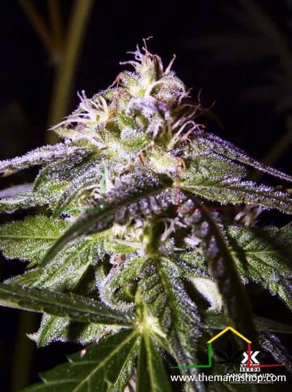 TANGERINE AUTO