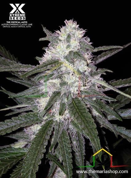 THE CRITICAL AUTO