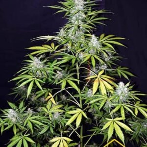 AFGHAN SHADOW GIANT AUTO
