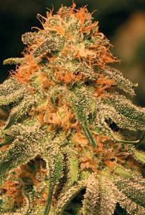 VANILLA KUSH
