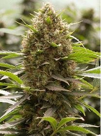 AMNESIA KUSH
