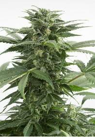 HAZE XXL AUTO