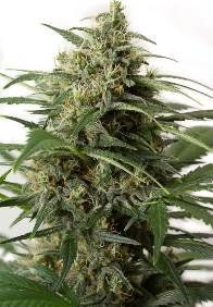MOBY DICK XXL AUTO