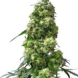 EARLY SKUNK - REGULIERE