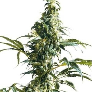 MEXICAN SATIVA - REGULIERE