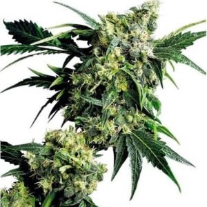 MR. NICE G13 X HASH PLANT - REGULIERE