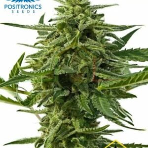 NORTHERN HAZE AUTO