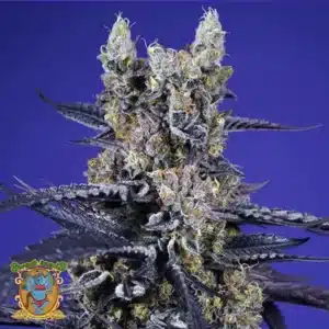super boof auto sweet seeds