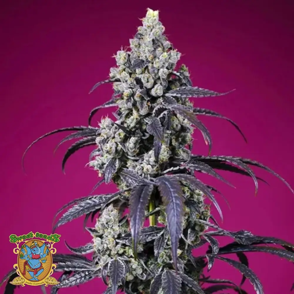 Tropicanna cherry xl auto sweet seeds